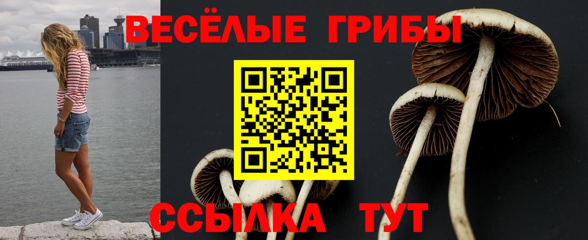 что такое   Галлюциногенные грибы Psilocybe  Чайковский  Псилоцибиновые грибы Cubensis 